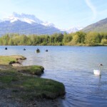 Journée nettoyage de printemps au Duzillet - Plongeurs sur les starting blocks sous l'œil attentif des cygnes
