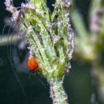 hydre et hydracarien