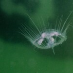 Rare spectacle dans nos eaux: des méduses... absolument pas urticantes!