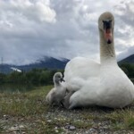 18 mai: présentation de la couvée 2019