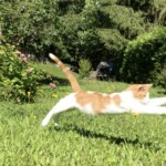 5 juillet: récupéré un jeune chat bien vigousse au bord de la gouille... il vit maintenant à la montagne