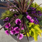 20 avril, la nouvelle saison s'annonce colorée.. merci à La Jardinerie de St-Triphon!