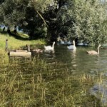 19 juillet, les cygnes s'invitent au gril